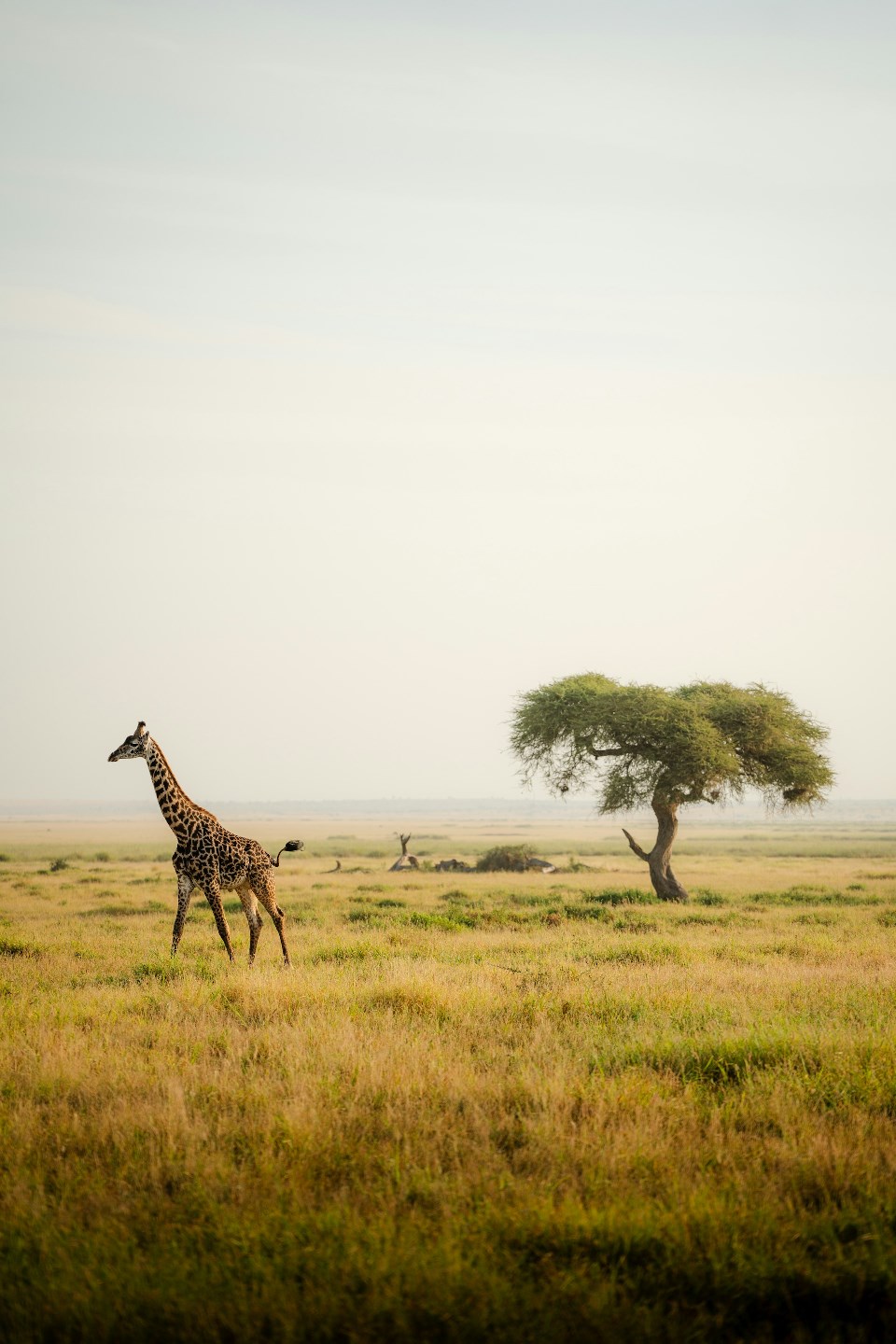 Tailormade Kenya Luxury Family Safaris