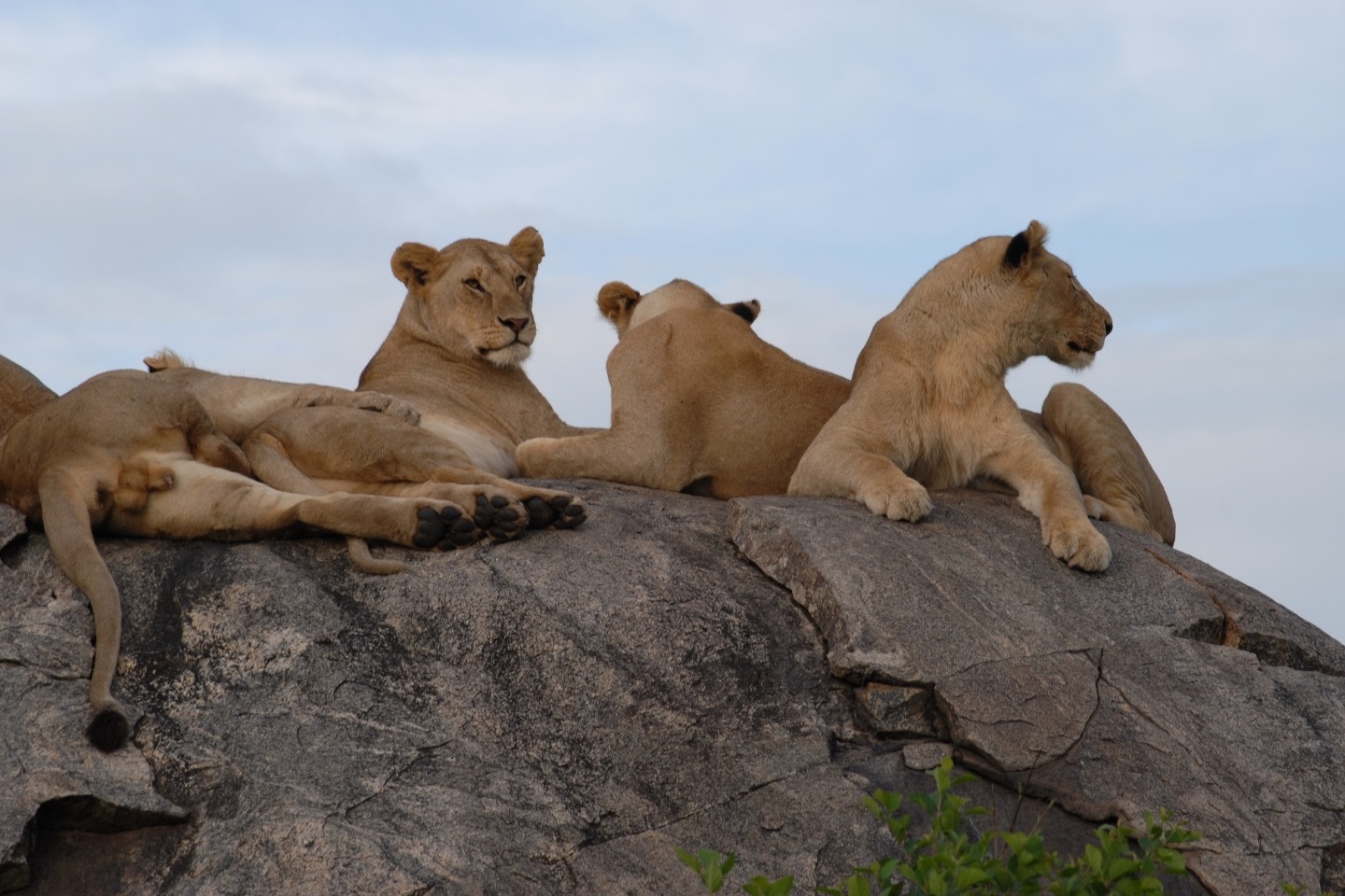 Tailormade Tanzania Luxury Family Safaris