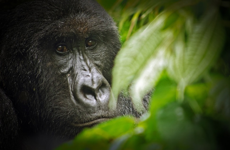 Best Custom DR Congo Luxury Safaris