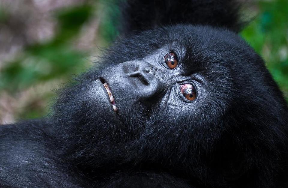 Best Custom Rwanda Luxury Safaris