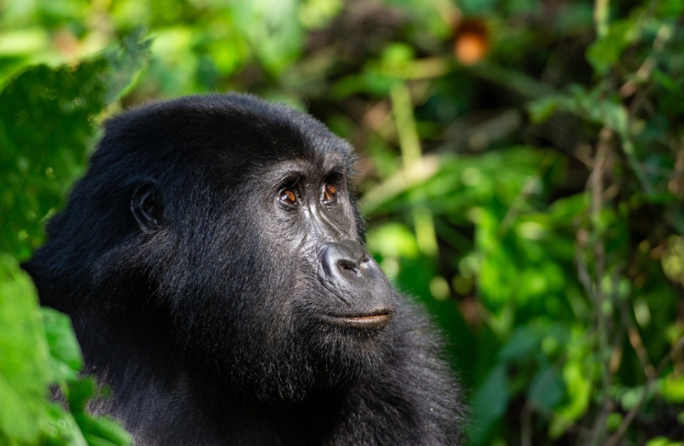 Best Custom Uganda Luxury Safaris