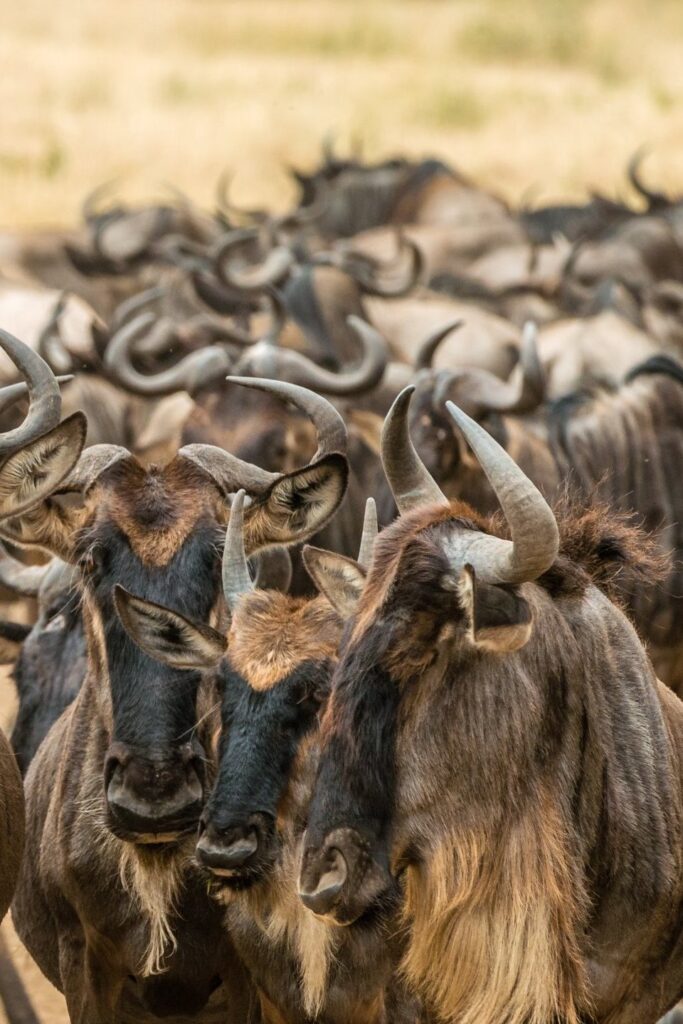 Facts About the Great Wildebeest Migration