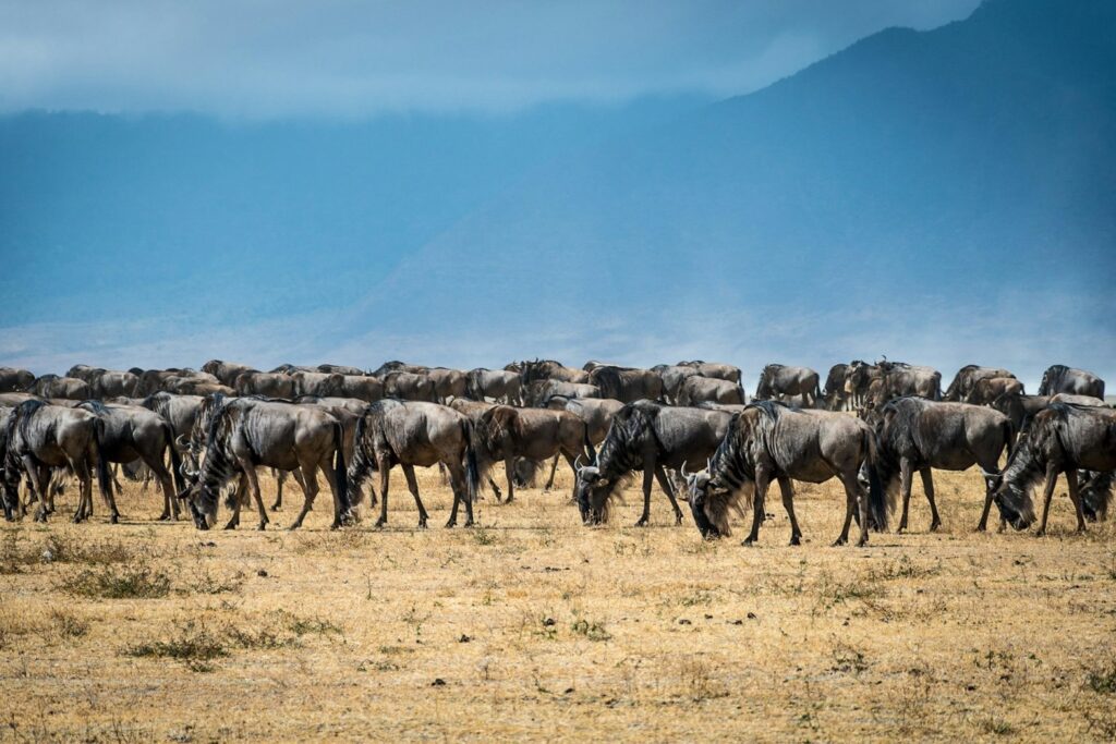Facts About the Great Wildebeest Migration