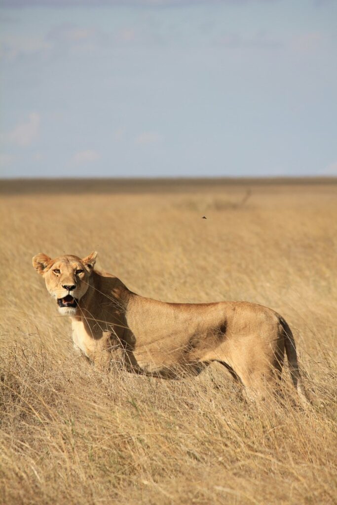 Facts About the Great Wildebeest Migration
