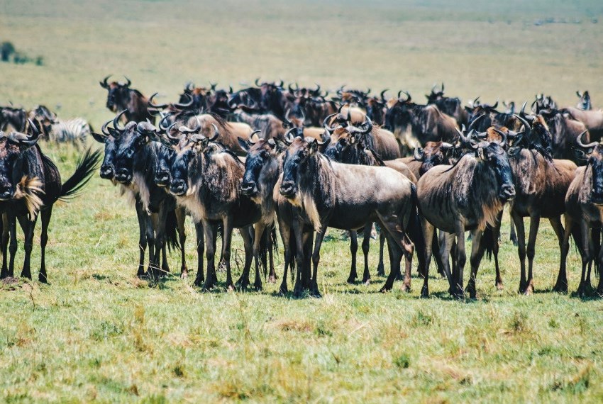Luxury Kenya Safaris and Tours