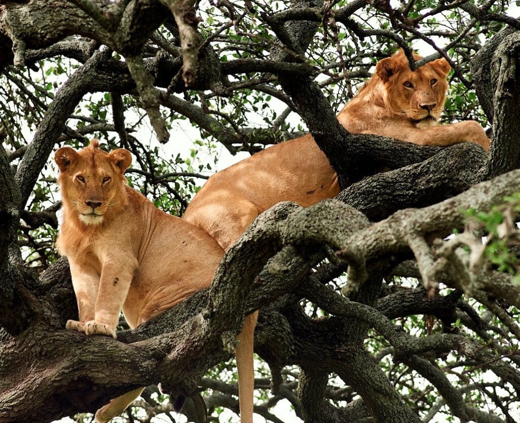 Luxury Tanzania Safaris and Tours