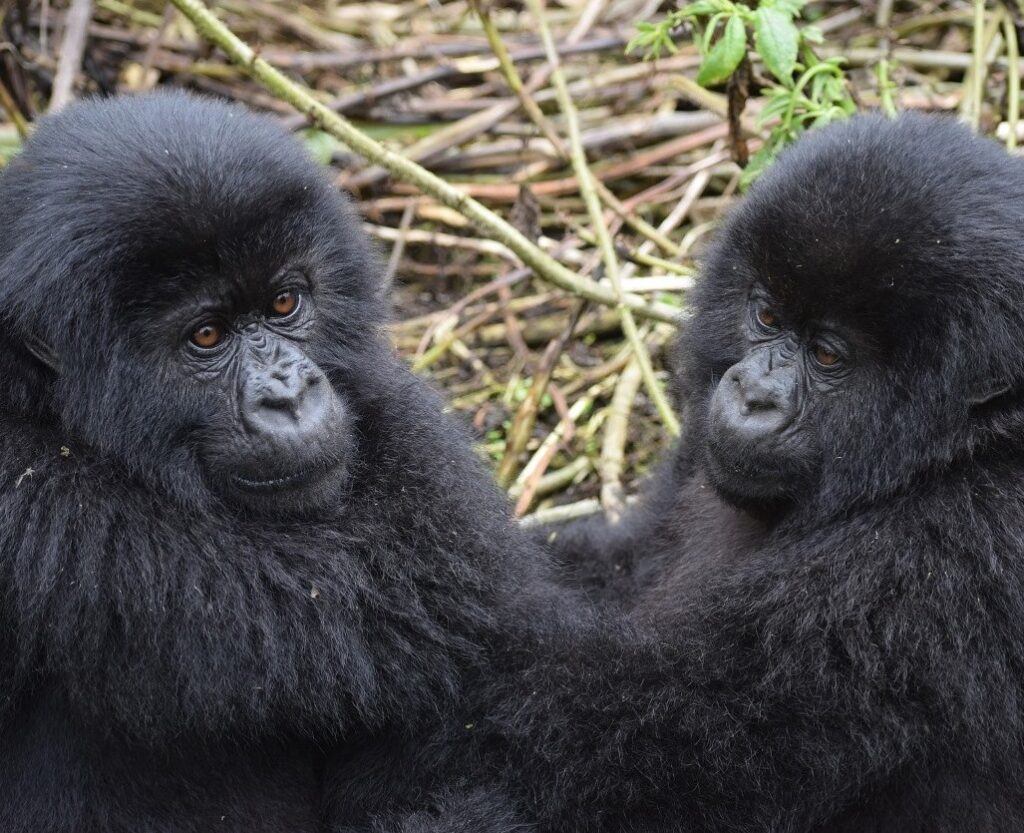 Luxury Uganda Safaris and Tours