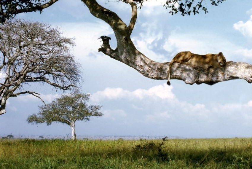 Luxury Uganda Safaris and Tours