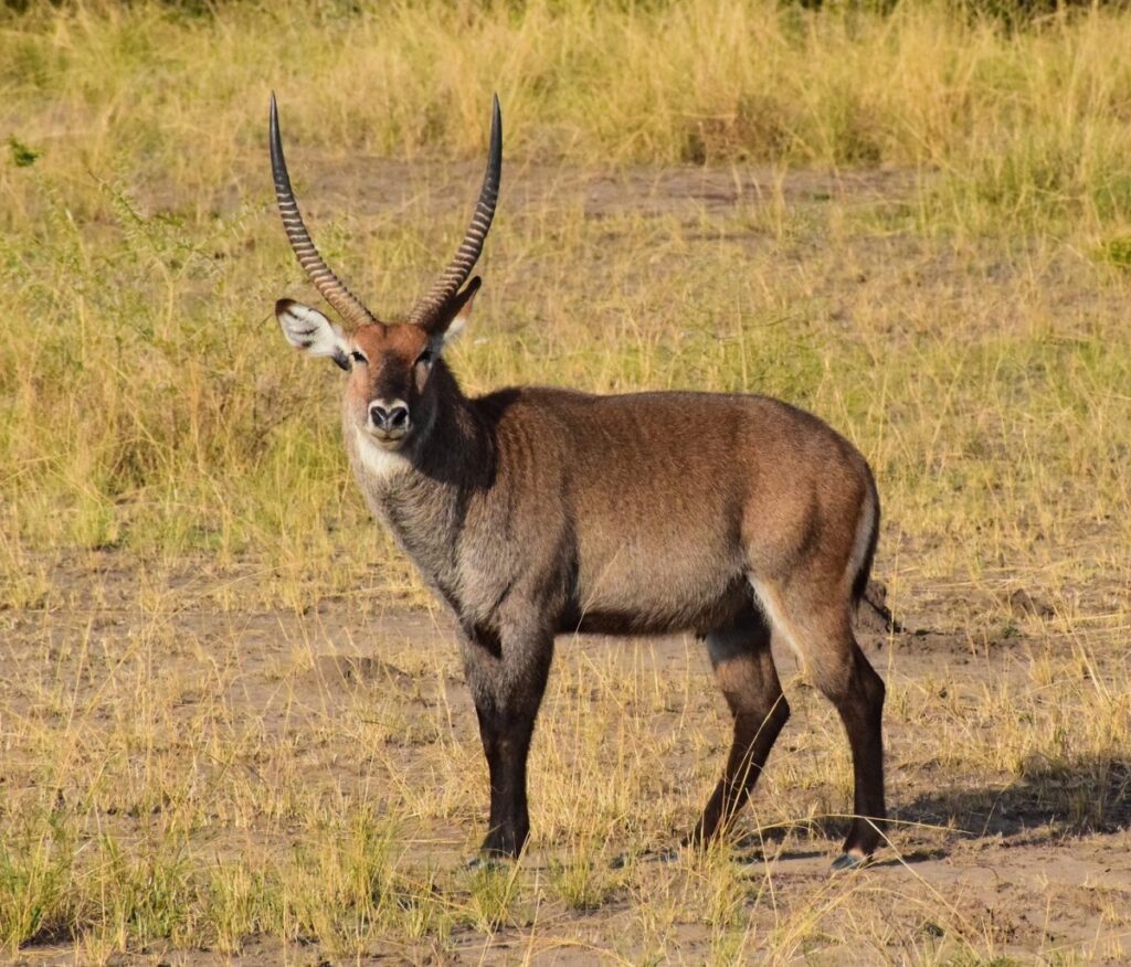 Luxury Uganda Safaris and Tours