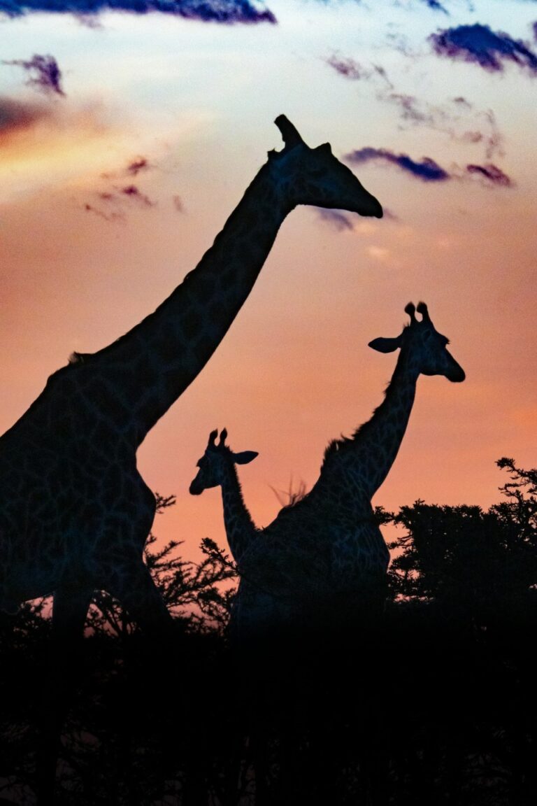 Kenya Wildlife Safari