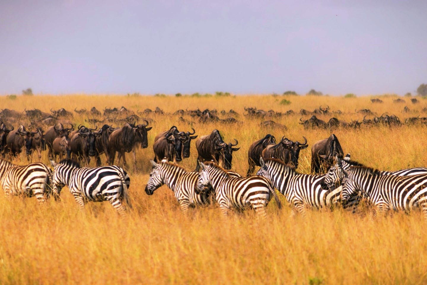 Kenya and Tanzania Luxury Safaris