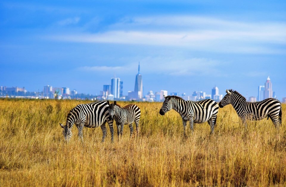 tour kenya and tanzania luxury safari