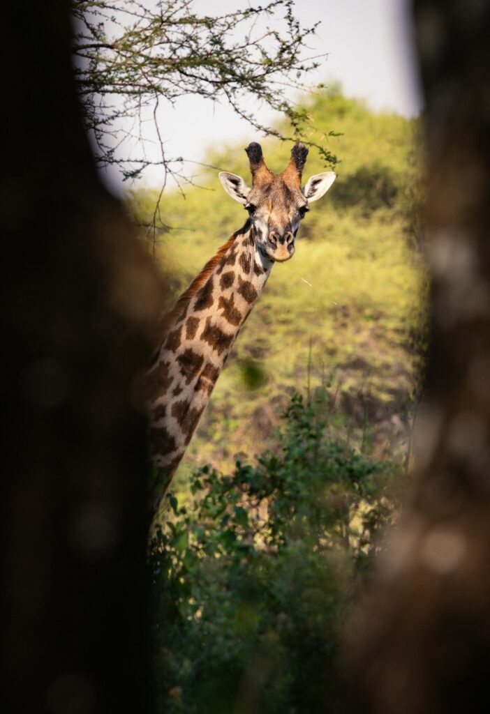 kenya and tanzania luxury tours and safaris pic 1