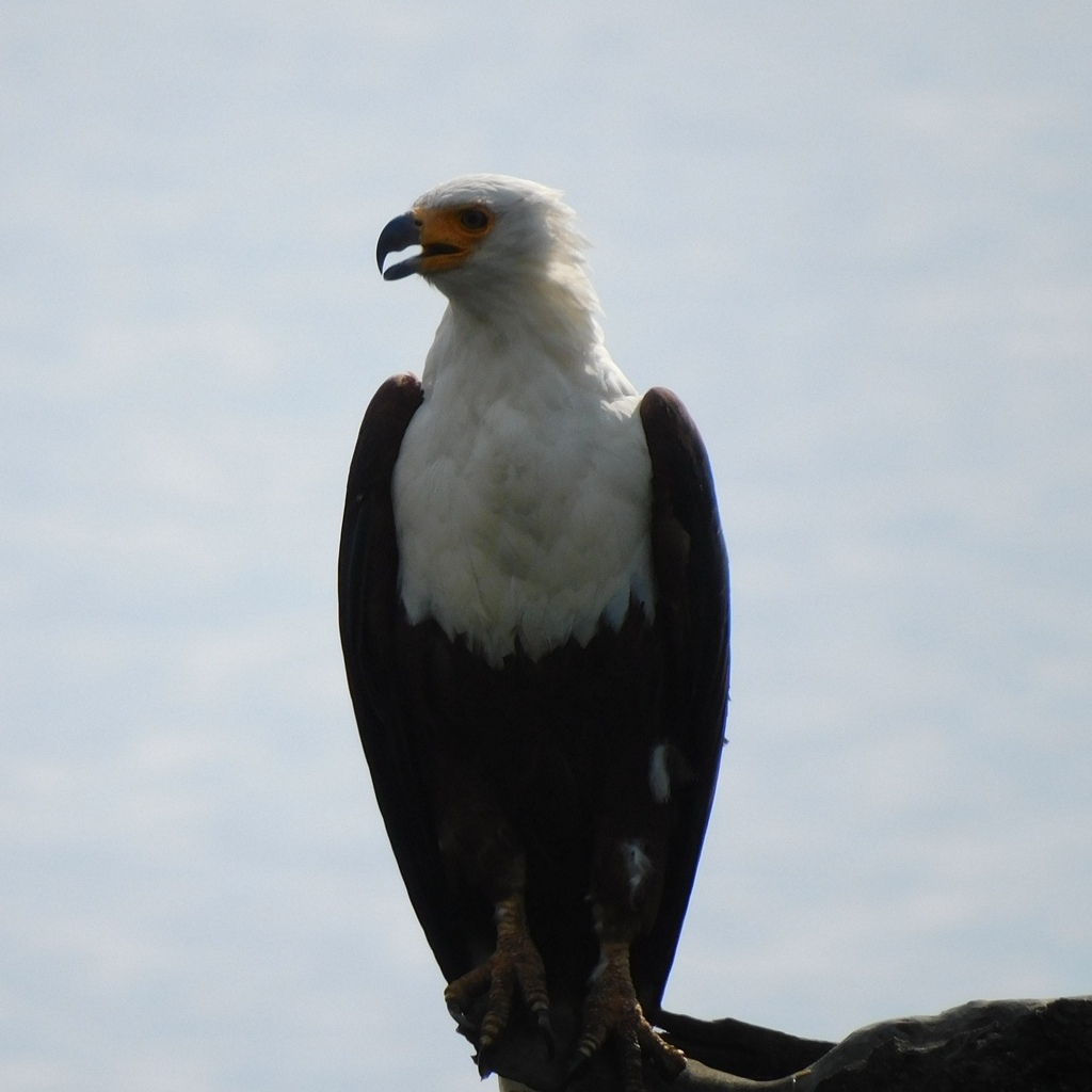 Luxury Africa Bird Watching Safaris