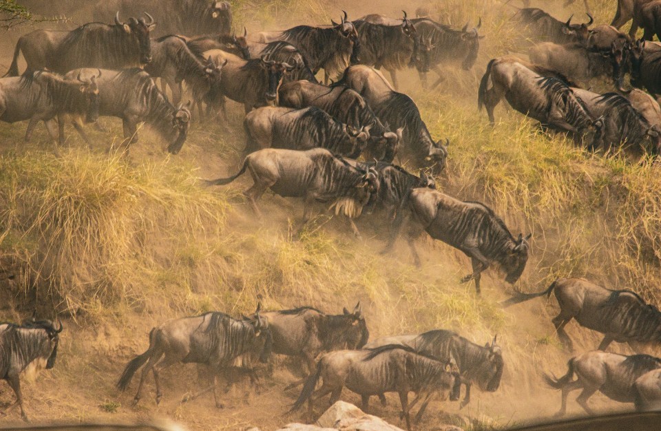 Great Wildebeest Migration Safari Boking Request