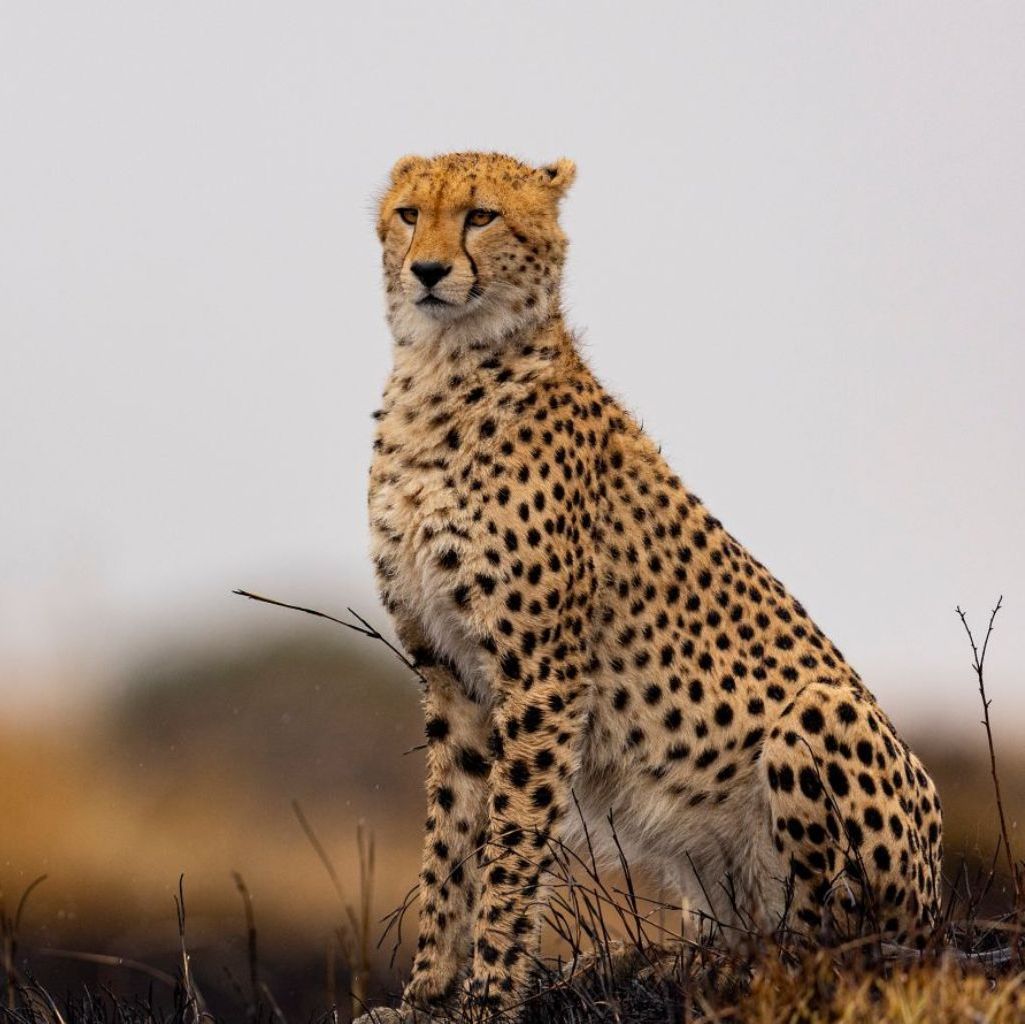 the ritz carlton masai mara safari camp photo 2