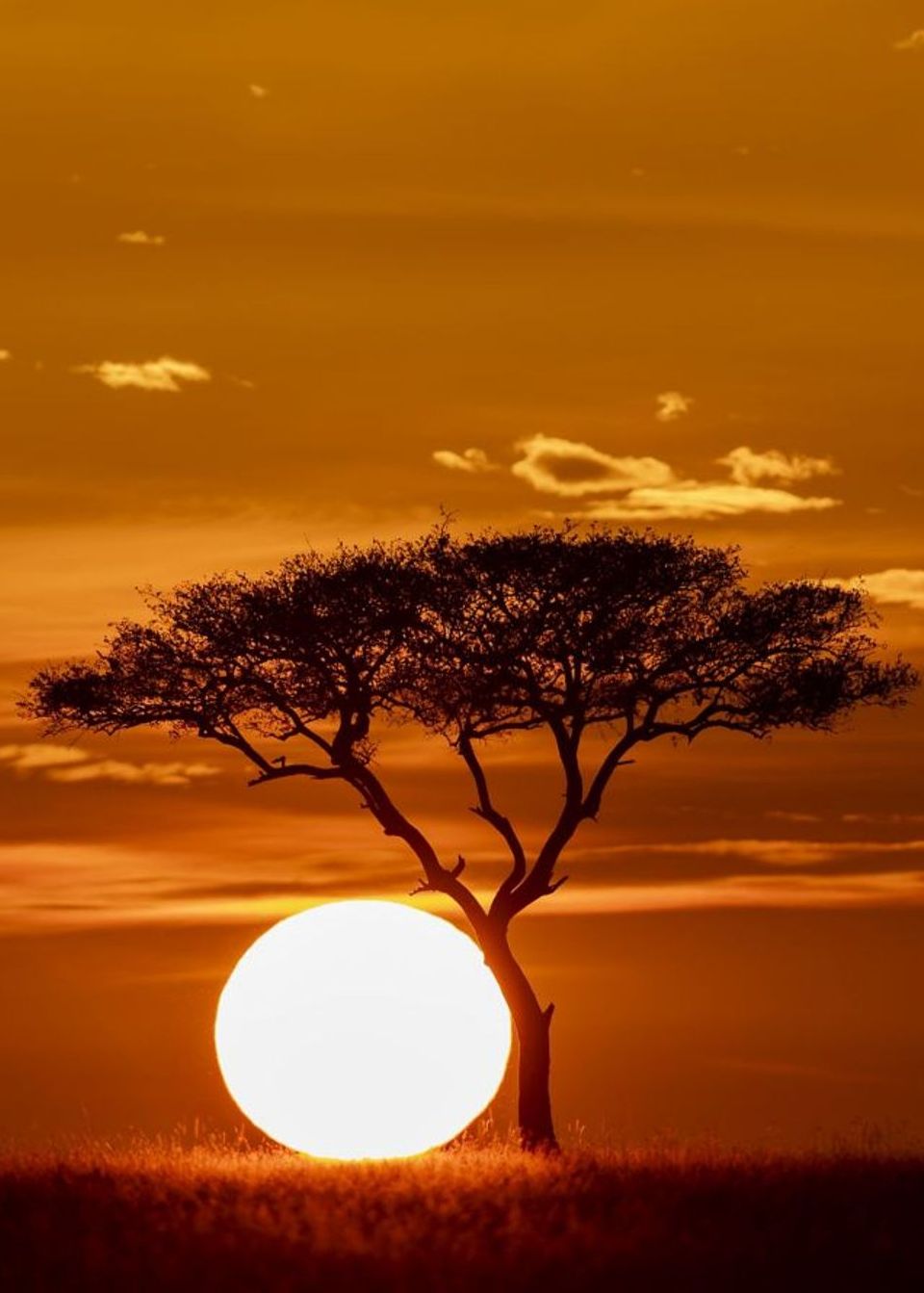 the ritz carlton masai mara safari camp photo 3