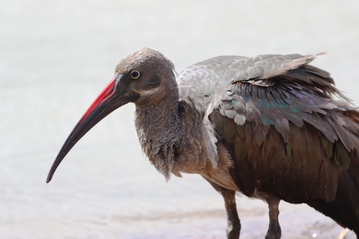 bird watching in nairobi national park pic 1