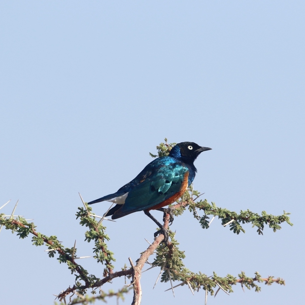 kenyas top birding sites pic 1