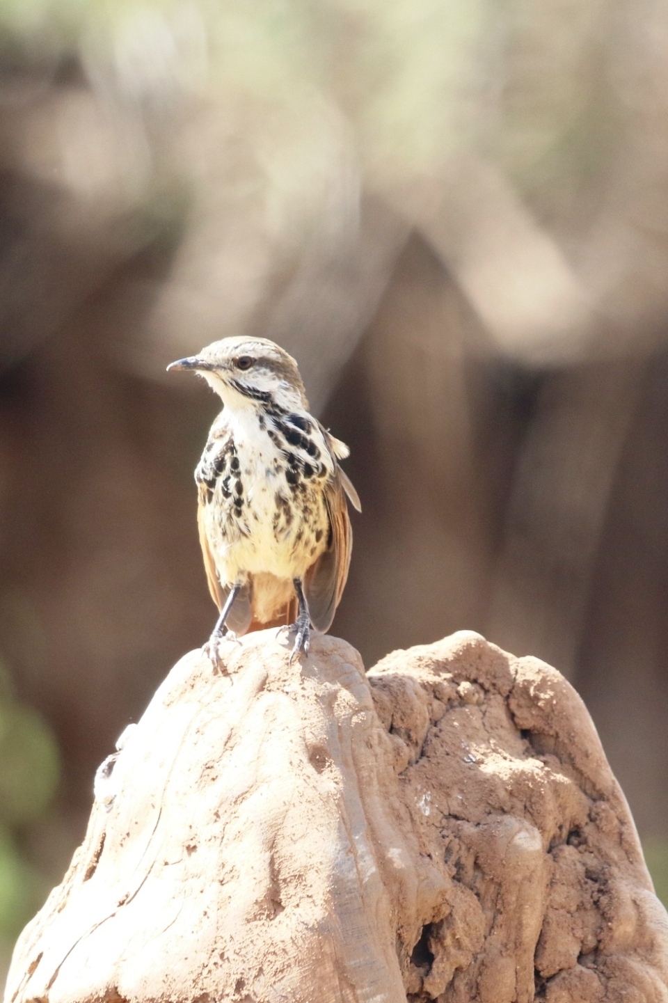 Kenyas Top Birding Sites