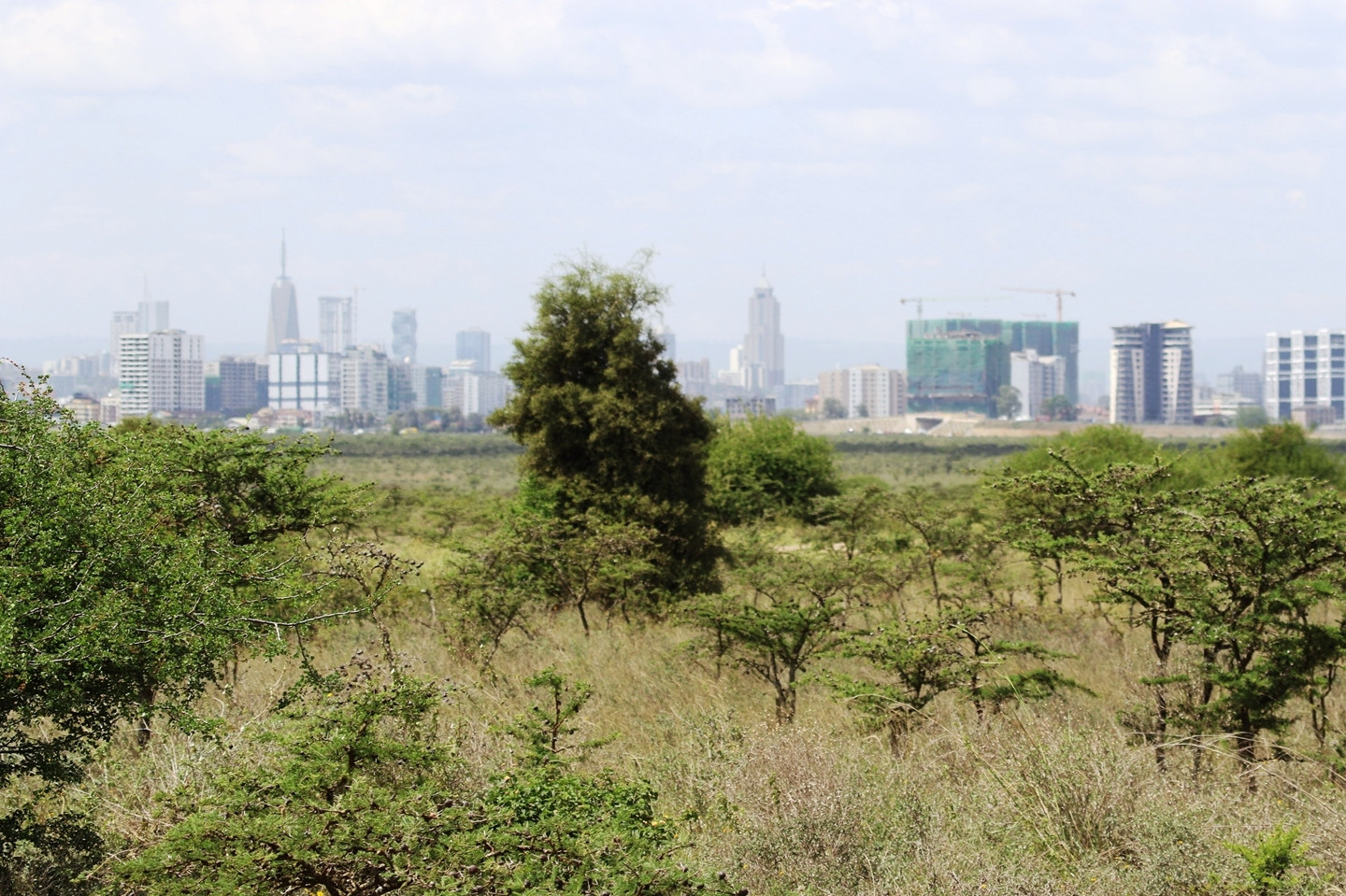 top nairobi bird watching hotspots pic 3