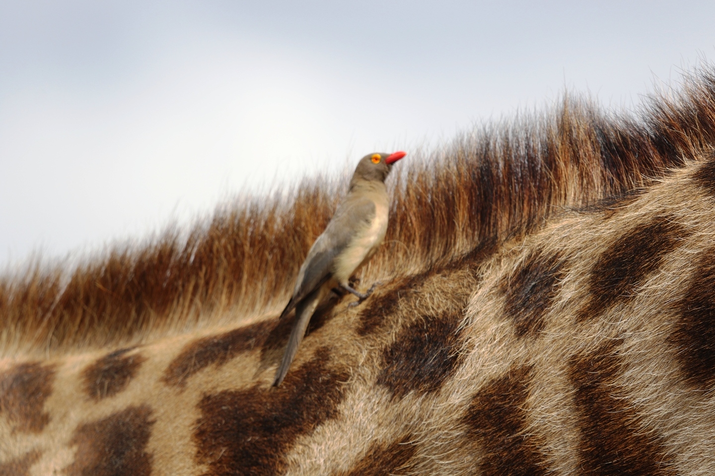 Where to Watch Birds in Nairobi