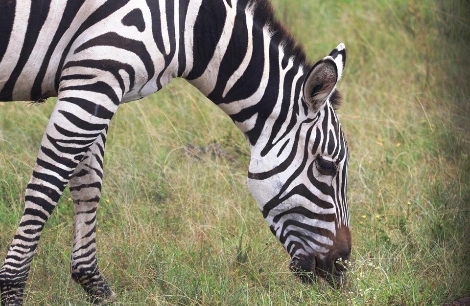 Great Wildebeest Migration Safari Booking Request