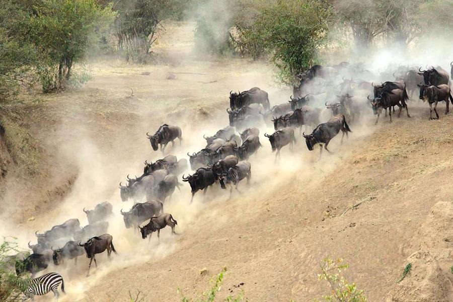 great wildebeest migration safaris pic 1