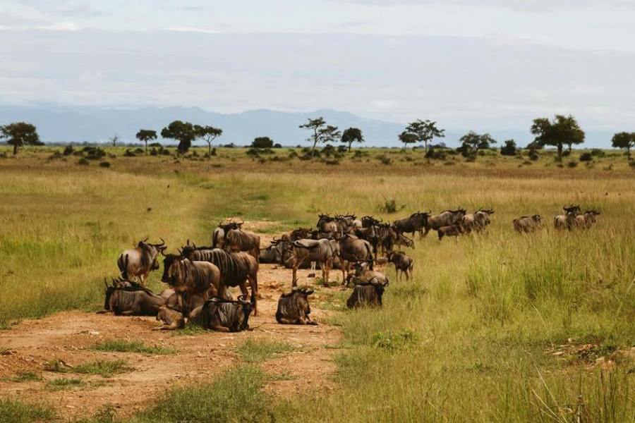 great wildebeest migration safaris pic 2