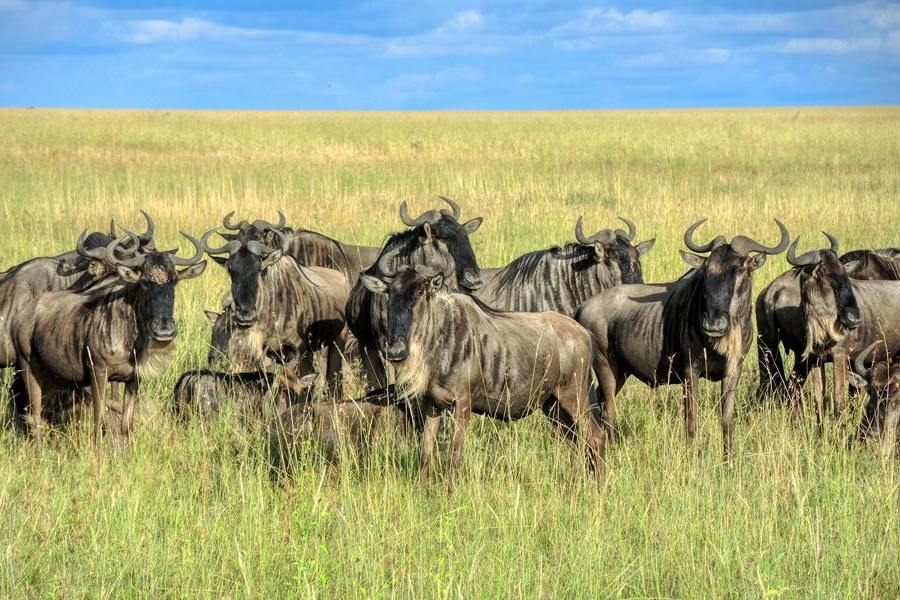 Great Wildebeest Migration Safaris