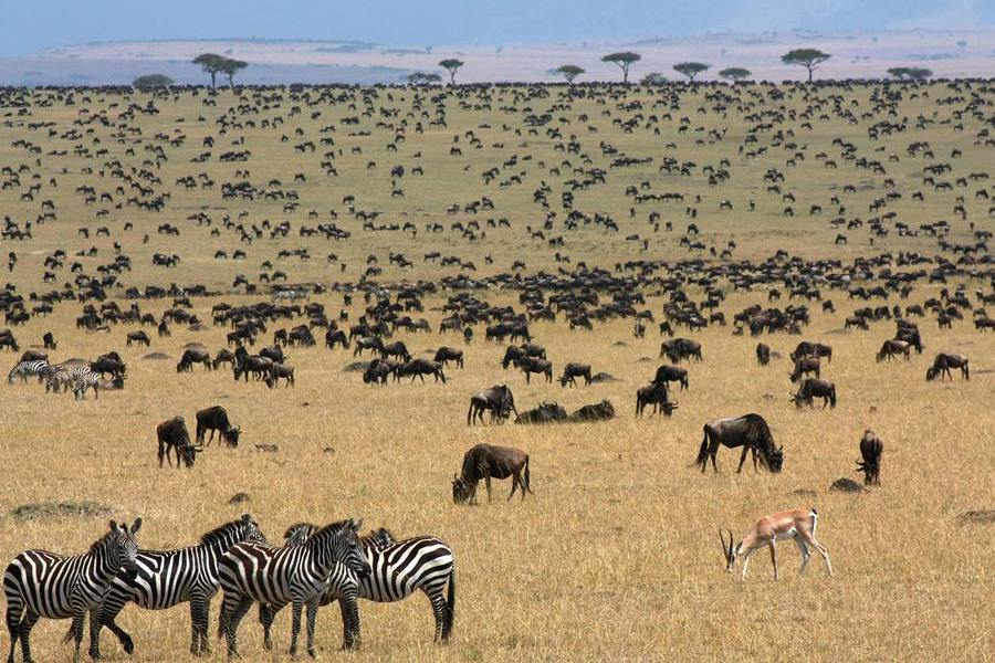 Great Wildebeest Migration Safaris