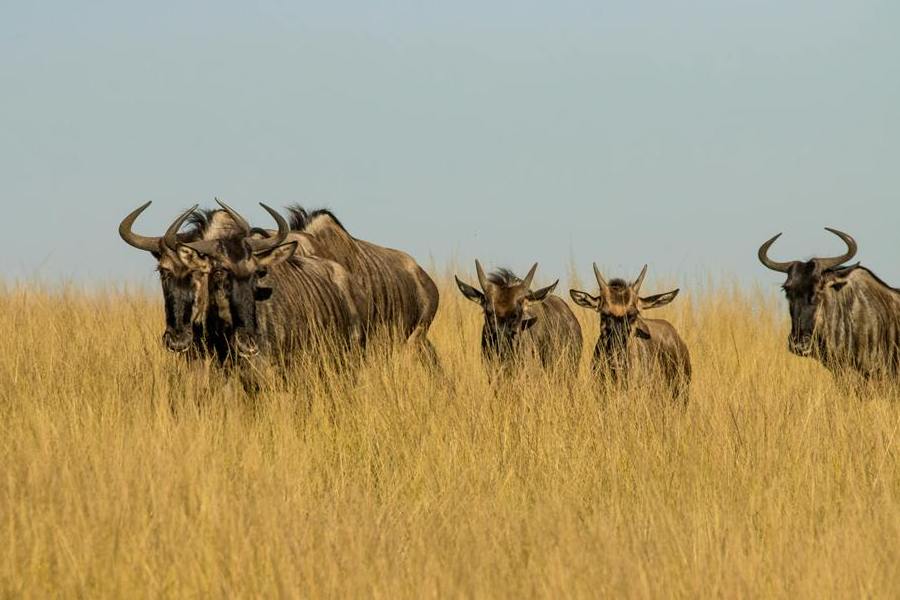 great wildebeest migration safaris pic 5