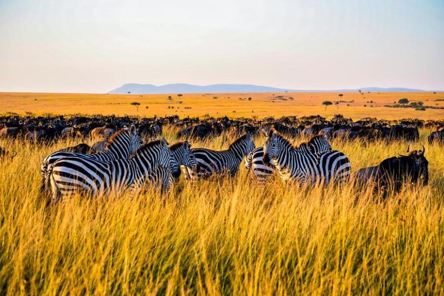 Great Wildebeest Migration Safaris
