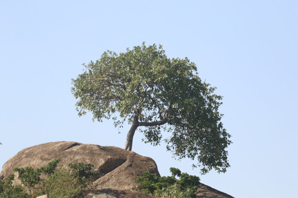 abwaakeris ridge by oluokos pic 6
