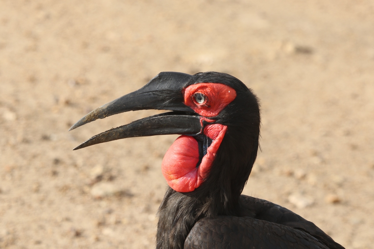 Kenya Bird Watching Safari Destinations