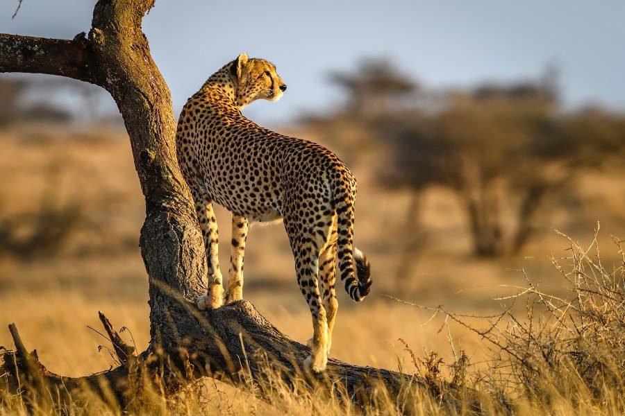 Tanzania Custom Luxury Safaris
