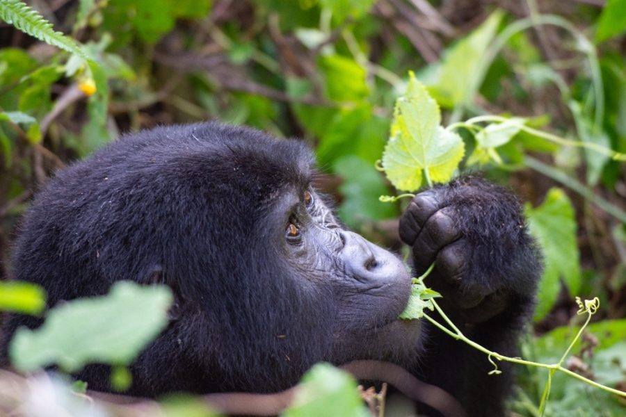 africa-custom-luxury-destination-uganda-pic-4