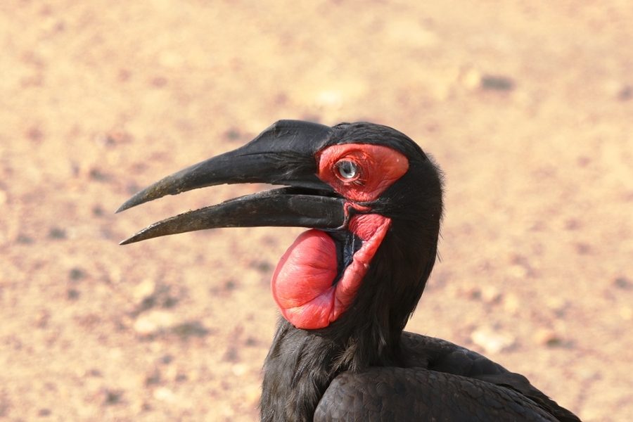 Kenya Bird Watching Safaris