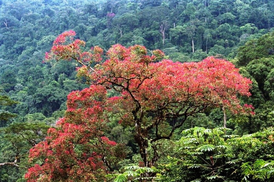 Top DR Congo Luxury Safaris