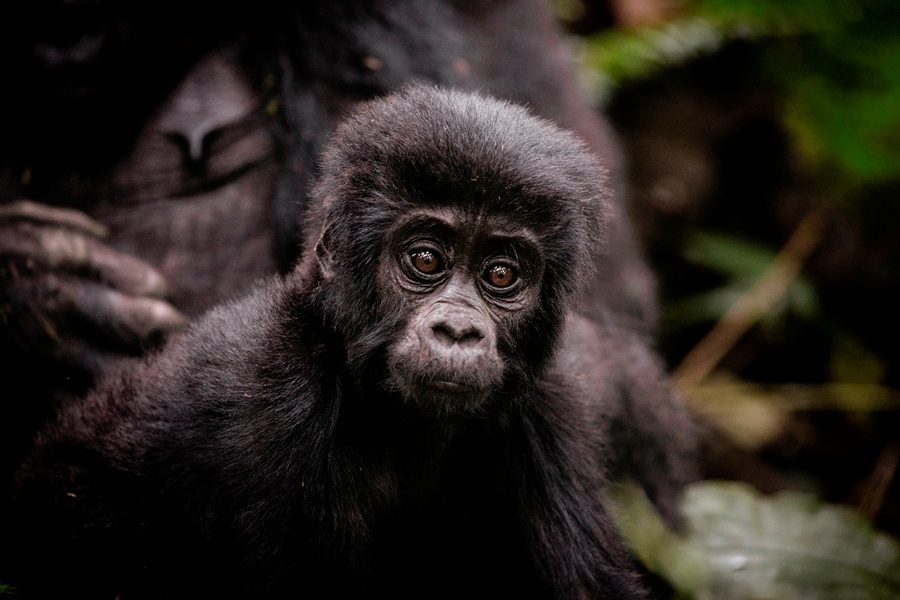 Top Rwanda Luxury Safaris