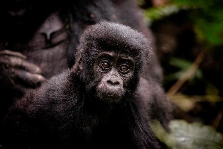 Top Rwanda Luxury Safaris
