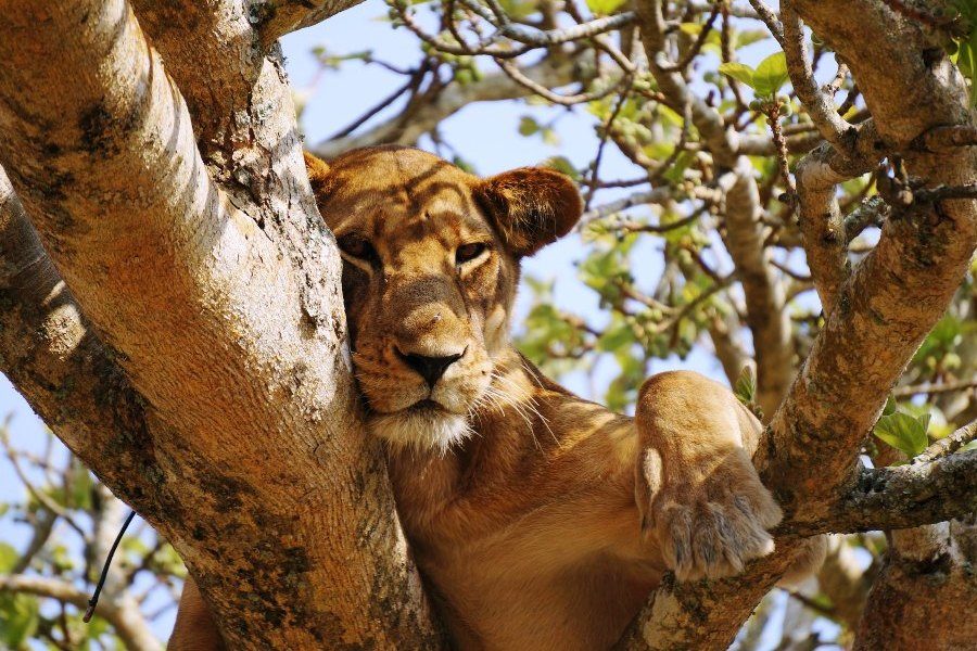 Top Uganda Luxury Safaris